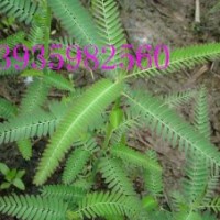 供應(yīng)國槐苗皂角苗花椒苗山西占地苗