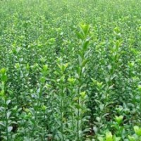 出售自家冬青苗