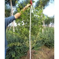 瀘州興隆園林公司供應(yīng)優(yōu)質(zhì)苗——毛葉丁香，成都毛葉丁香