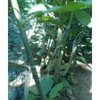 售:速生國槐小苗、速生白蠟小苗 量大苗優(yōu)