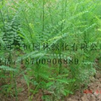 核桃竹柳海棠白蠟側(cè)柏出售