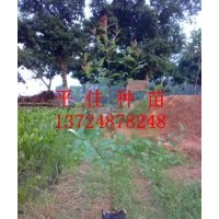 桉樹苗批發(fā)商供應桉樹樹苗桉樹小苗桉樹種苗桉樹袋苗