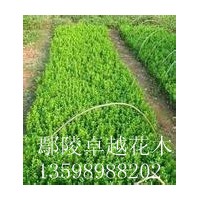 長年供應(yīng)：香花槐、大葉女貞、欒樹、法桐、榆葉梅、國槐、廣玉蘭