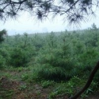 華山松,油松,國(guó)槐