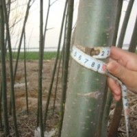 急售美國(guó)竹柳2-3公分15244207629