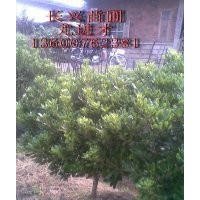 海桐20公分,1.5元