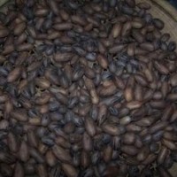 含笑種子常年特價(jià)供應(yīng)品質(zhì)保證貨到付款