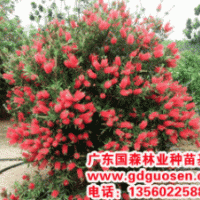 美花紅千層—美花紅千層小苗_廣西美花紅千層