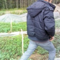 桂花苗、香樟苗、竹柏苗、天竺桂