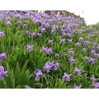 鳶尾景天低價格批發(fā)