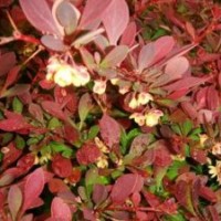 紅葉小檗批發(fā)基地