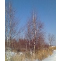 供應(yīng)紅皮云杉、青白扦云杉、白樺、棹木、色木、樟子松、山丁子