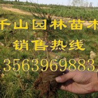 供應(yīng)莒南50-80公分油松小苗