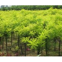 鳴祥園林專供金葉槐，優(yōu)質(zhì)金葉槐，金葉槐基地