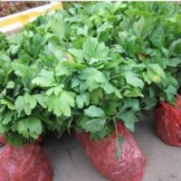 廣西桃花盆景好品種五角楓 銀杏芽苗