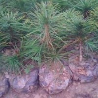 【側柏苗】1-3年生《山西民生苗圃》供側柏苗 到山西民生苗圃