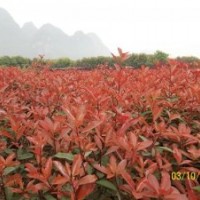 提供以下苗木桂花,沙糖桔,紅葉石楠