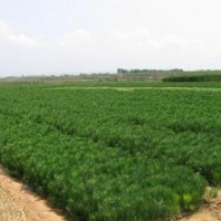 供應(yīng)營(yíng)養(yǎng)杯黑松苗