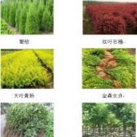 長(zhǎng)期大量出售香樟,紅葉石楠,樸樹(shù)