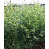 桂林紅豆杉苗優(yōu)惠銷售