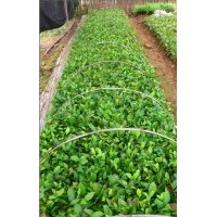 優(yōu)惠價(jià)供應(yīng)金花茶苗