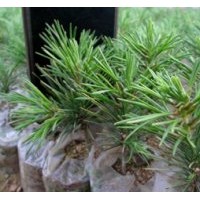 出售白皮松、華山松、大櫻桃苗等