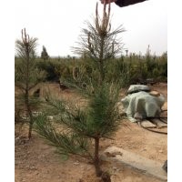 供應低價油松【高度5cm—60cm】容器苗
