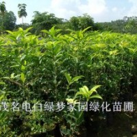 供應(yīng)極品桂花速生金桂小苗