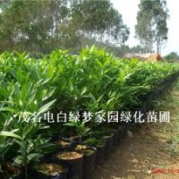 供應(yīng)竹柏,羅漢柴,大果竹柏小苗