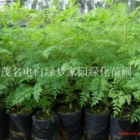 供應(yīng)藍(lán)花楹小苗