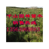 供應山西營養(yǎng)缽黑松苗，山西80-120公分黑松樹苗