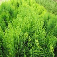 側柏 國槐 油松 華山松 白皮松 核桃苗 花椒苗