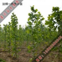 法桐扦插成敗的關(guān)鍵有哪些因素