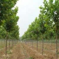 速生法桐價(jià)格