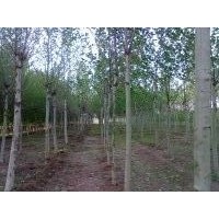 大量供應速生國槐