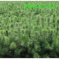 5-8年生樟子松小樹 樟子松,優(yōu)質(zhì)樟子松,樟子松種苗