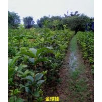 供應60-70公分高金球桂移栽小苗