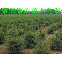 康禾苗木直供 六年生云杉苗120-150cm