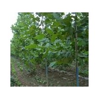 供應(yīng)速生法桐