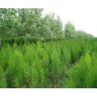 供應(yīng)各類(lèi)苗木已經(jīng)各類(lèi)種子側(cè)柏苗,白皮松,白皮松籽