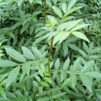 花椒苗 皂角苗 五角楓 白蠟