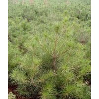 供側(cè)柏，白皮松，油松，雪松，儈柏，華山松