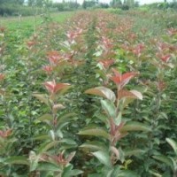 供應(yīng)側(cè)柏 油松 紫葉李 海棠苗 國(guó)槐苗