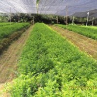 10-30公分高 南方紅豆杉 小苗 紅豆杉