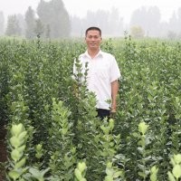 供應(yīng)木槿小苗，國(guó)槐小苗，白蠟小苗，五角楓小苗，楸樹小苗