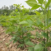 大量供應(yīng)：速生白蠟悶子