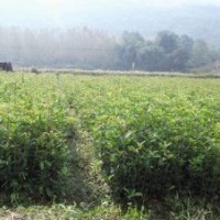 供應(yīng):茶花，紅花繼木，杜鵑，金邊黃楊，紅葉石楠，桂花，茶梅等