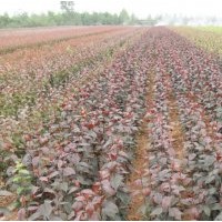 低價出售北美海棠