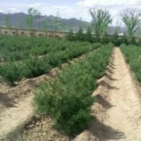 白皮松苗木銷售供應(yīng)白皮松幼苗