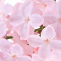 中華園林出售大量丁香小苗